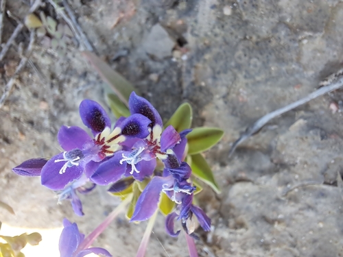 Image of Lapeirousia pyramidalis by (c) Noeleen du Toit, some rights reserved (CC BY-SA)