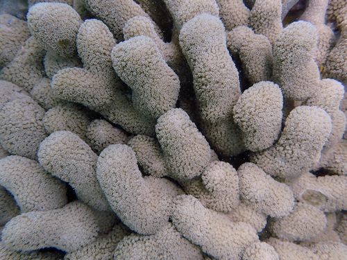 Finger Coral
