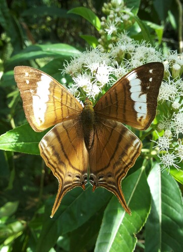 Marpesia corinna