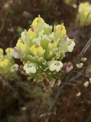 Pedicularideae