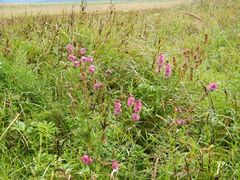 Sidalcea hendersonii