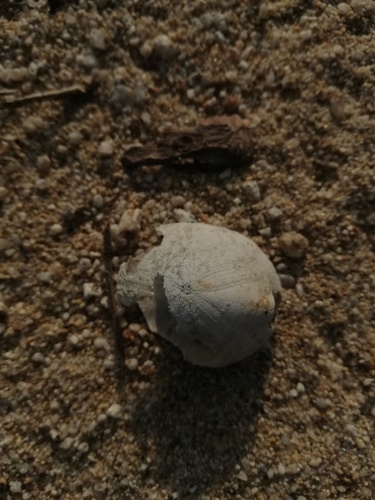 Rhyncholampas pacificus