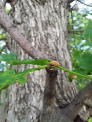 Puccinia sparganioidis