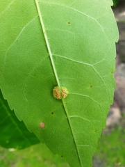 Puccinia sparganioidis