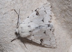 Acronicta leporina