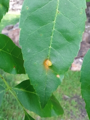 Puccinia sparganioidis
