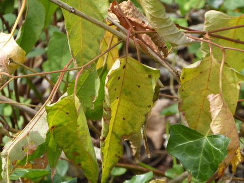 Image of × reyllopia by (c) jamie-aa, some rights reserved (CC BY)