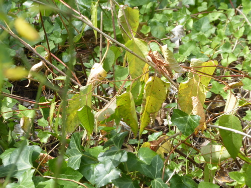 Image of × reyllopia by (c) jamie-aa, some rights reserved (CC BY)