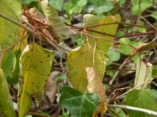 railway-yard knotweed (× reyllopia)