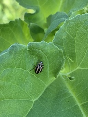 Paranaemia vittigera