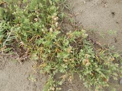 Spergularia macrotheca macrotheca