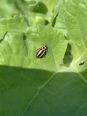 Paranaemia vittigera