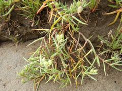Spergularia macrotheca macrotheca