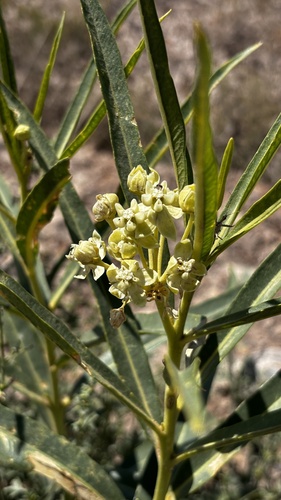 Image of Asclepias labriformis by (c) Brad Grimm, some rights reserved (CC BY)