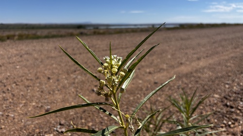 Image of Asclepias labriformis by (c) Brad Grimm, some rights reserved (CC BY)