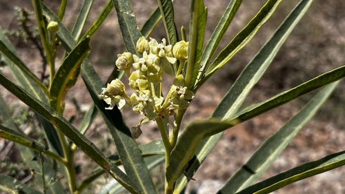 Image of Asclepias labriformis by (c) Brad Grimm, some rights reserved (CC BY)