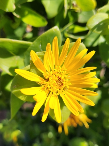 Image of Spiky Saladbush (Didelta spinosa) by (c) Jo Roberts, some rights reserved (CC BY)