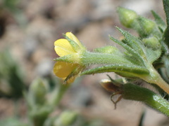 Mentzelia montana