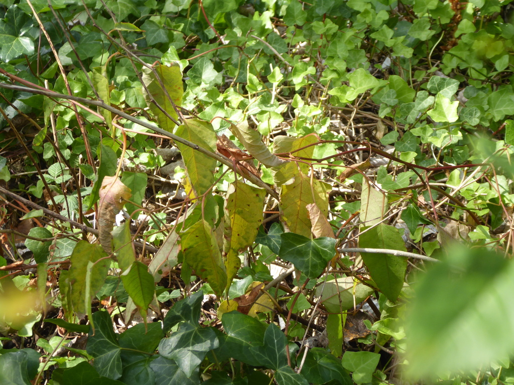 × Reyllopia