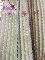 Cephalocereus nudus
