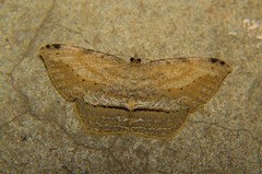 Calletaera postvittata