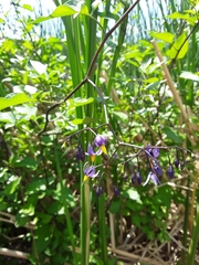 Solanum dulcamara