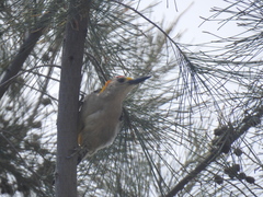Melanerpes aurifrons