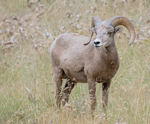 Bighorn Sheep photographed in Montana