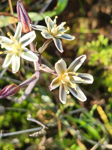 Albuca roodeae