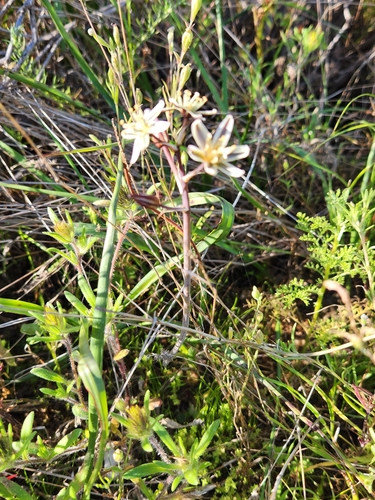Albuca roodeae