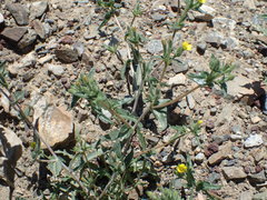 Mentzelia montana