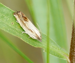 Eucosma radiatana