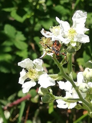 Rhynocoris rubricus