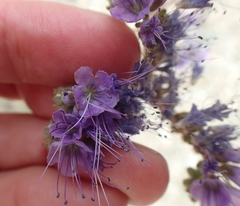 Phacelia crenulata crenulata