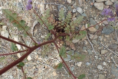 Phacelia crenulata crenulata