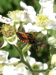 Rhynocoris rubricus
