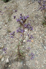Phacelia crenulata crenulata