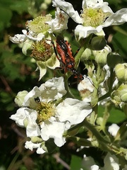 Rhynocoris rubricus