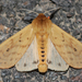 Isabella Tiger Moth - Photo (c) Larry Clarfeld, some rights reserved (CC BY-NC), uploaded by Larry Clarfeld