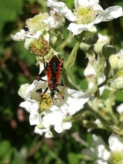 Rhynocoris rubricus