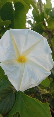 Image of Ipomoea violacea by (c) Juan Carlos A. Fierro, some rights reserved (CC BY-SA)