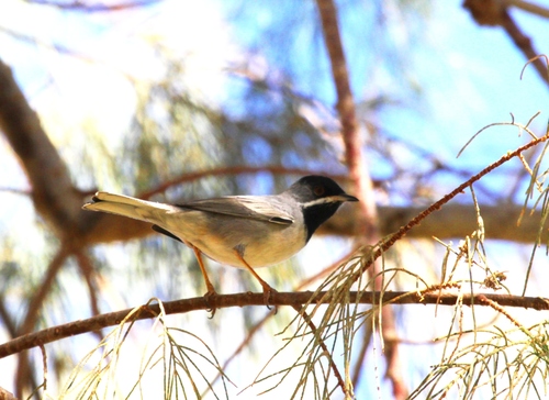 Rüppell's Warbler, Wilaya d'Illizi, Algérie, photo 7 of 10