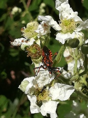 Rhynocoris rubricus