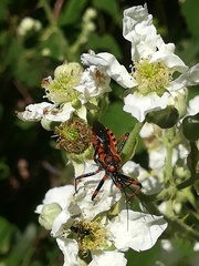 Rhynocoris rubricus