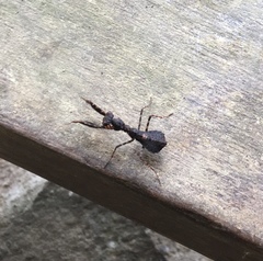 Pseudomiopteryx infuscata