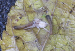 Arachosia praesignis