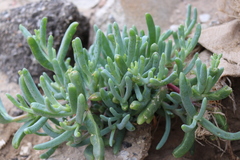 Malephora purpureocrocea