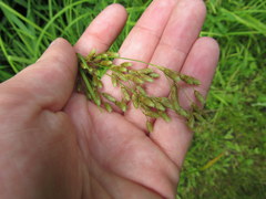 Scirpus pendulus