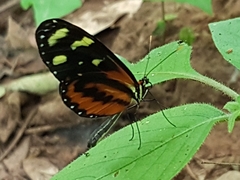 Mechanitis polymnia lycidice