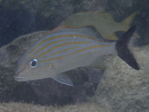 Black grunt (Haemulon carbonarium) — Haemulidae — 4